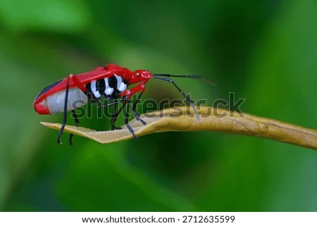 Bright Red Assassin Bug in Full Glamour Pose