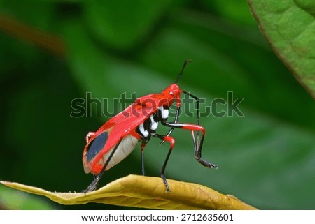 Bright Red Assassin Bug in Full Glamour Pose