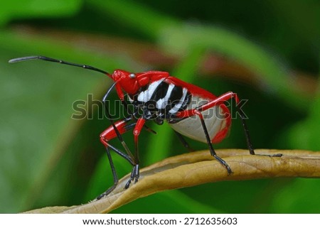 Bright Red Assassin Bug in Full Glamour Pose