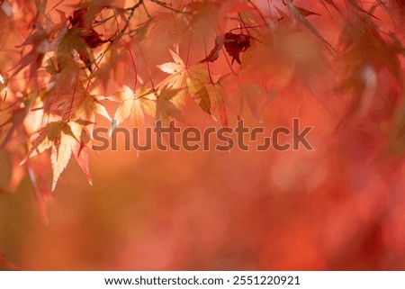 Similar – Foto Bild flammender Herbst…II