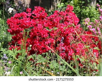 Bright red azalea japonica flowering shrub