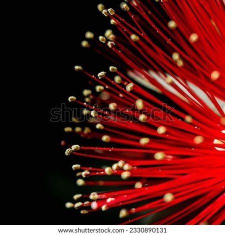 Bright red backlit Callistemon flower against a black background