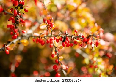 Bright red barberries on a branch on fall day. Berberis darwinii plant. Beautiful bright autumn vegetation.