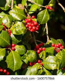 Bright Red Berries Of American Holly Tree.