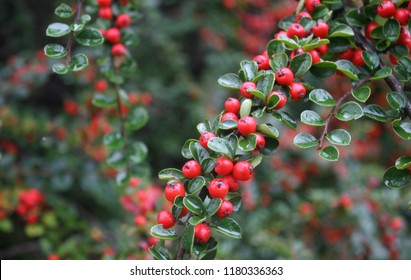 Bright red berries of bearberry cotoneaster (Cotoneaster dammeri) with green leaves after rain - Powered by Shutterstock