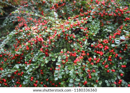 Bright red berries of bearberry cotoneaster (Cotoneaster dammeri) with green leaves after rain