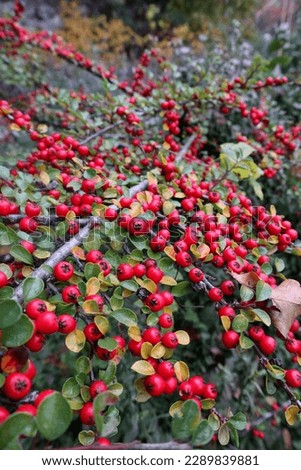 Bright red berries of bearberry cotoneaster (Cotoneaster dammeri) with green leaves