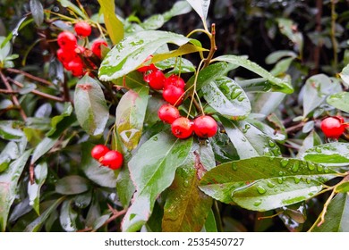 Bright red berries nestled among lush green leaves on a rainy day. the glistening water droplets highlight the vibrant colors and natural textures, creating a vivid scene of freshness and vitality - Powered by Shutterstock