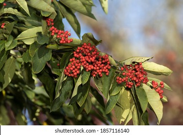 70 Common whitebeam Images, Stock Photos & Vectors | Shutterstock