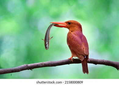 bright red bird catching snake fish in it large beaks, ruddy kingfisher in action