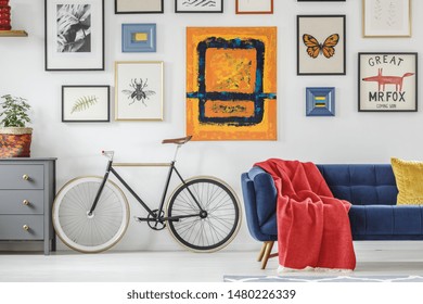 Bright Red Blanket On A Navy Blue Settee Standing Next To A Vintage Bicycle Against White Wall With A Gallery Of Posters In Living Room Interior. Real Photo