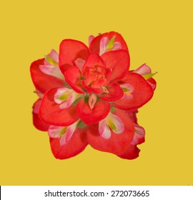 Bright red bloom of an Indian Paintbrush flower, on yellow background
