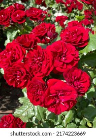 Bright Red Blooming Rose Buds On A Photo Of Green Leaves. Flower Bed With A Rose Bush. Close-up Top View.