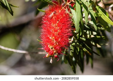 Bright Red Bottle Brush Plant