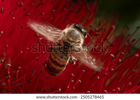 Similar – Image, Stock Photo adherence Nature Plant