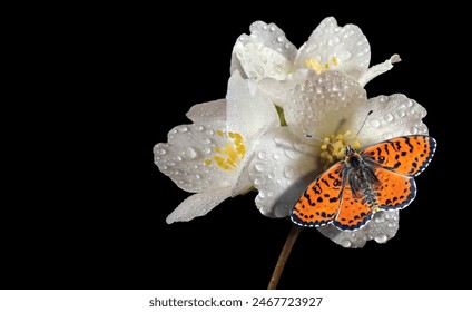 bright red butterfly on white blooming jasmine isolated on black. jasmine flowers in water drops and butterfly close up. - Powered by Shutterstock