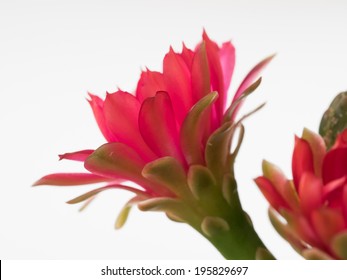 Bright Red Cactus Flower Isolated On  White Background