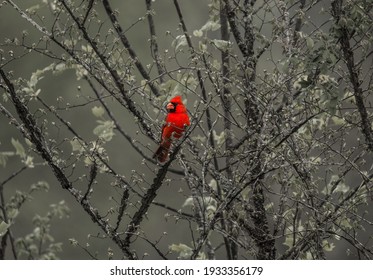 Bright red cardinal sitting on a limb