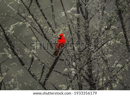 Bright red cardinal sitting on a limb