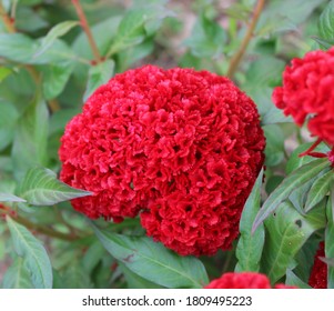 370 Brain celosia Images, Stock Photos & Vectors | Shutterstock