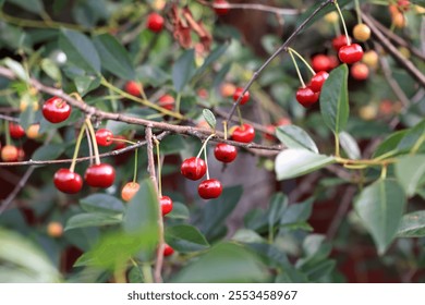 Bright Red Cherries Hang On Branches Surrounded By Lush Green Leaves. The Vibrant Scene Captures The Essence Of A Summer Garden, Showcasing The Beauty And Bounty Of Nature. - Powered by Shutterstock