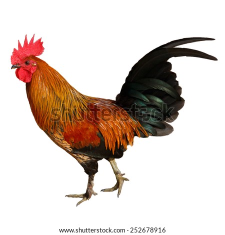 Bright red cock isolated on white background