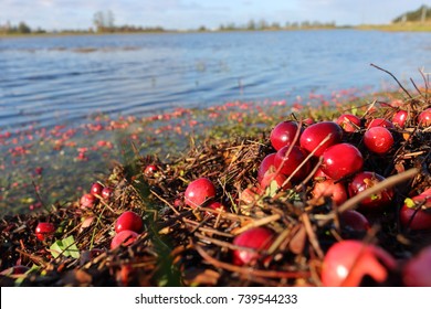 Bright Red Cranberries Lay By The Side Of A Flooded Field Waiting To Be Harvested. 