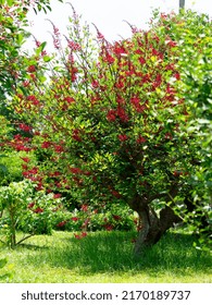 Un árbol bebé llanto