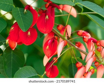 Bright Red Cry Baby Tree That Stock Photo 2170189741 | Shutterstock