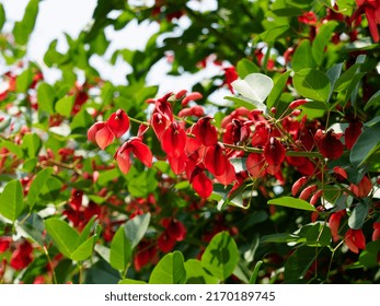 Un árbol bebé llanto