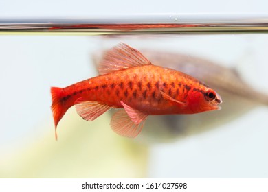 Bright red dominant male tropical aquarium fish Cherry barbus. Close-up of an exotic pet with lineament coloring of scales fins and pattern. Shallow depth of field, selective focus. - Shutterstock ID 1614027598