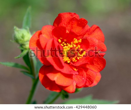 The bright red double flower of Geum chiloense 'Mrs J Bradshaw', a perennial garden plant also known as Avens. Foto stock © 