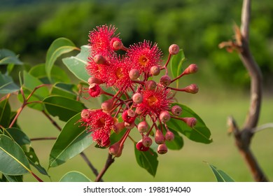 Bright Red Eucalyptus Flower With Green Leaves On A Eucalyptus Tree.

