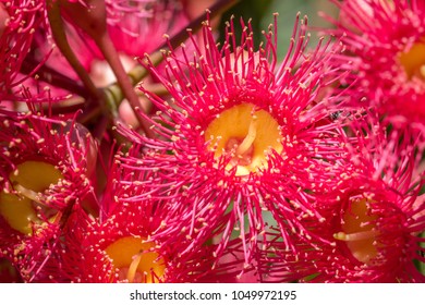 Bright Red Eucalyptus Flower, Toowoomba, Queensland, Australia, March 2018