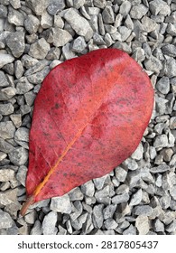 Bright red fallen leaf on a gray gravel surface, showcasing natural texture, vivid color, and contrasting patterns in an outdoor setting