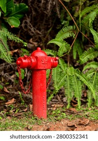 A bright red fire hydrant standing on the ground surrounded by lush tropical vegetation and ferns. The image highlights emergency firefighting infrastructure in a natural outdoor environment, with vib