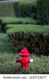 Bright red firehydrant in green bushes sunny day