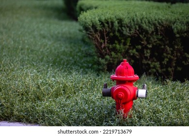 Bright red firehydrant in green bushes sunny day