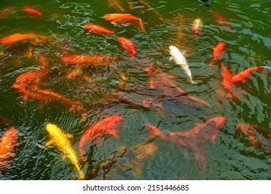 A Bright Red Fish Swimming In A Pond