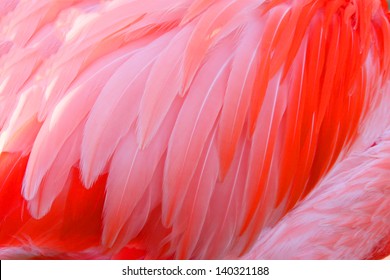 Bright red flamingo birds