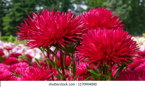 34,684 Red asters Images, Stock Photos & Vectors | Shutterstock