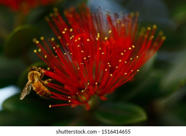 Bright red flower with a bee and green background