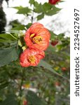 Bright red flower bloom of the callianthe picta also known as Abutilon striatum or Callianthe flowers