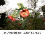Bright red flower bloom of the callianthe picta also known as Abutilon striatum or Callianthe flowers