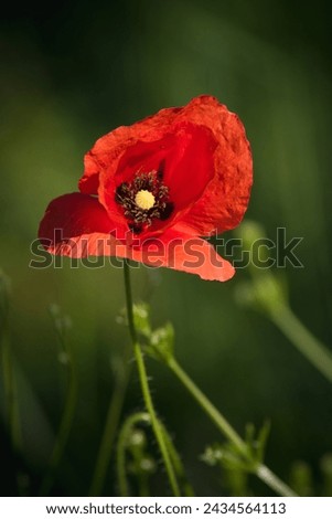 Similar – Summer poppy flower