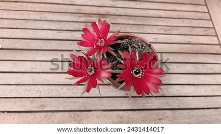 bright red flowering cactus in a summer day