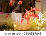 Bright red flowering Schlumbergera (Christmas cactus, Thanksgiving cactus, crab cactus or holiday cactus) on the windowsill at night with atmospheric Advent lights