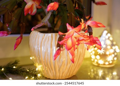 Bright red flowering Schlumbergera (Christmas cactus, Thanksgiving cactus, crab cactus or holiday cactus) on the windowsill at night with atmospheric Advent lights - Powered by Shutterstock