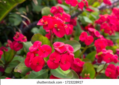Bright red flowers of euphorbia on a background of leaves