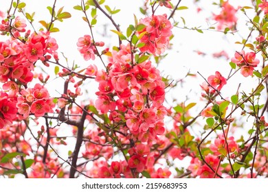 Bright red flowers of a Flowering quince, Chaenomeles speciosa, shrub. a thorny deciduous or semi-evergreen shrub also known as Japanese quince or Chinese quince. Spring floral background.
